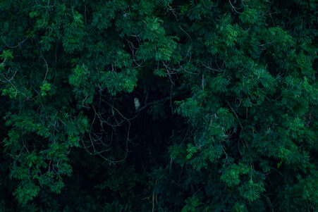 Thumbnail of Barn Owl